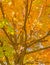 Orange sugar maple tree upper branches