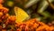 Orange Sulfur Butterfly