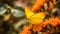 Orange Sulfur Butterfly in orange flowers