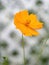 Orange sulfur cosmos flower closeup