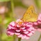 Orange sulphur butterfly