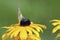 Orange Sulphur Butterfly - Albino Female