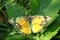 Orange Sulphur Butterfly (Colias eurytheme)