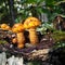 Orange summer mushrooms