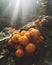 Orange summer mushrooms