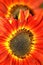 Orange Sun Flower Background