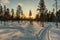 Orange sun setting below the trees in the Swedish mountains