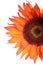 Orange sunflower detail isolated on white