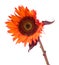 Orange sunflower isolated on white