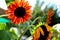 Orange Sunflowers