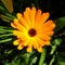 Orange Sunlit Common Marigold / Calendula Flower