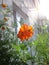 Orange sunlit flower of Cosmos sulphureus. Balcony greening