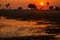 Orange sunrise silhouettes trees and reflects in flooded marshland Okavango