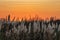 Orange sunset against white toetoe grass plumes