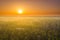 An orange sunset in a cloud of Saharan dust.