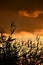 Orange sunset coastal grass thickets.