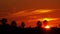 Orange Sunset With Palm Tree Silhouettes