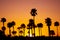 Orange sunset with palms in Santa Barbara in California