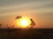 Orange sunset, silhouette of flowers, steppe landscape