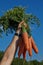 Orange sweet carrots in a bundle.