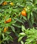 Orange sweet pepper growing on bed in the garden, ripe vegetable at harvesting time