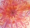 Orange Swirling Chakra Painted Design