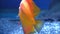 orange Symphysodon discus fish swimming in the aquarium.