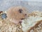 Orange syrian hamster eating bread