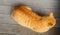 Orange tabbly cat lying down - top view - lying on grey boards with whiskers showing