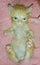 Orange tabby American bobtail Manx kitten on back