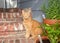 Orange Tabby cat on back porch rustic home