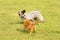 Orange tabby cat doing a threatening gesture to a spotted dog