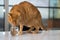 Orange tabby cat drinking water