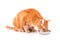 Orange tabby cat eating out of a silver bowl