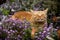 Orange tabby cat enjoying the sun on his face in a patch of purple flowers