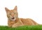 Orange tabby cat on grass isolated, mouth open talking