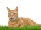 Orange tabby cat on grass isolated, tongue sticking out