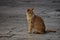 Orange Tabby Cat in Jerusalem Old CIty Muslim Quarter