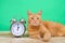 Orange Tabby cat laying next to alarm clock daylight savings