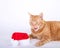 Orange tabby cat laying next to santa hat with mouth open