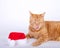 Orange tabby cat laying next to santa hat with mouth open