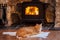 Orange tabby cat laying on a sheepskin in front of a wood stove