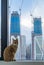 Orange tabby cat looks back while sitting in a window ledge in front of two towers under construction in San Francisco