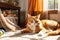 An Orange Tabby Cat Lounges in a Sunbeam That Filters Through a Sheer Curtain, Dappling Its Fur in Warm Glow