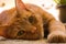 Orange tabby cat lounging on the floor