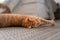 Orange tabby cat lying on the carpet, stretches and looks at the camera
