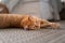 Orange tabby cat lying on the carpet, stretches and looks at the camera . nearest
