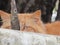 Orange tabby cat peeking behind tree