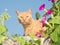 Orange tabby cat peeking out from middle of flowers