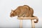 Orange tabby cat profile sitting on a stool studio shot on solid background